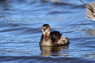 Grebe swimming in lake