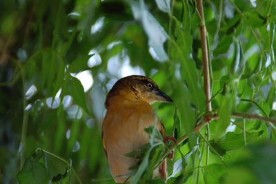 Close-up of bird perching on plant