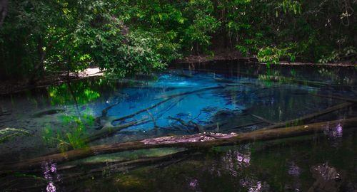 Scenic view of lake in forest