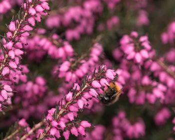 Close-up of bee on pink flower