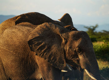 Close-up of elephant on field