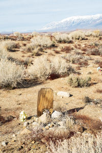 Weathered wood grave marker in desert