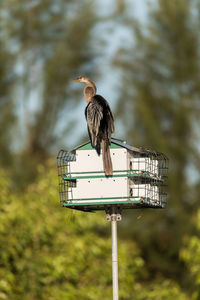 Male anhinga bird called anhinga anhinga and snakebird in on top of a birdhouse in naples, florida