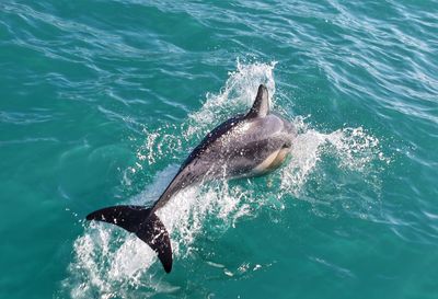 View of a turtle in sea