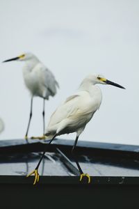 Snowy egrets perching on boat against sky