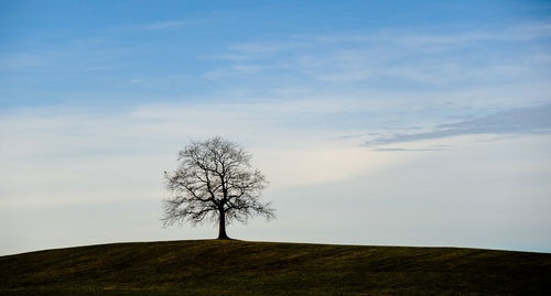 Bare tree on field against sky