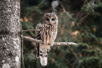 Close-up of owl perching on branch