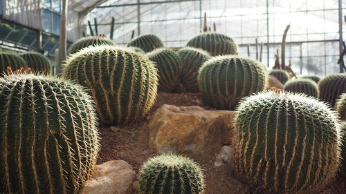 Close-up of cactus plants in greenhouse