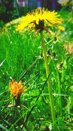 Close-up of insect on yellow flower blooming in field