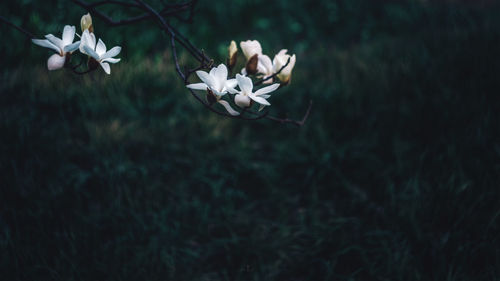 Close-up of white flowering plant on field