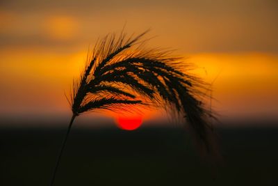 Close-up of orange sun during sunset