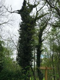 Low angle view of trees in forest against sky