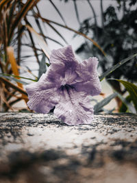 Close-up of purple flowering plant