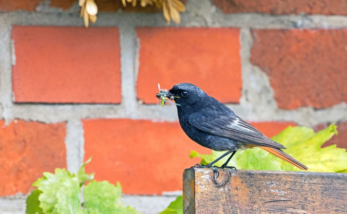 Close-up of bird perching on wall