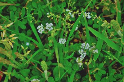 Close-up of plant