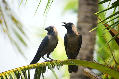 Low angle view of bird perching on branch