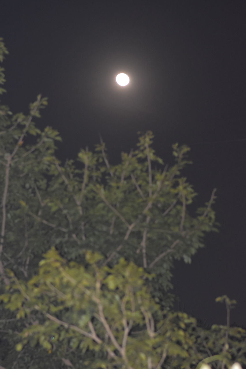 moon, tree, night, plant, nature, full moon, branch, beauty in nature, no people, astronomical object, moonlight, sky, tranquility, space, outdoors, astronomy, scenics - nature, tranquil scene, growth