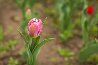 Close-up of pink tulip