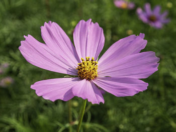 Close-up of pink cosmos flower