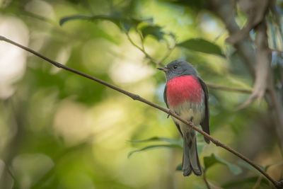 Close-up of a rose robin perching on branch