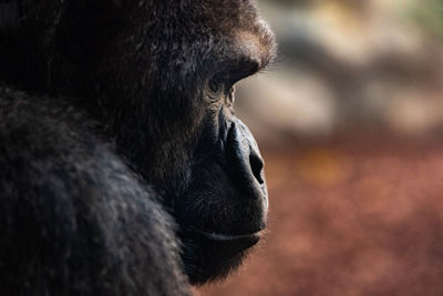 Close-up of a monkey looking away