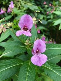 Close-up of pink flowering plant