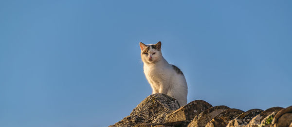 Low angle view of cat against clear blue sky