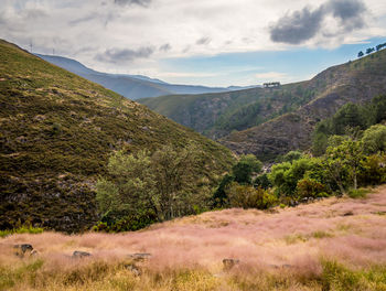 Scenic view of landscape against sky