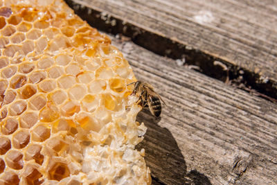 Close-up of bee on wood