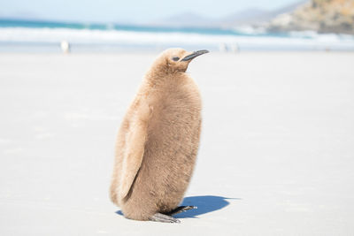 Penguin perching at beach in sunny day