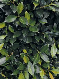 Full frame shot of leaves