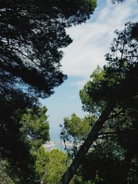 Low angle view of trees in forest against sky