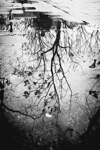 Bare trees in water