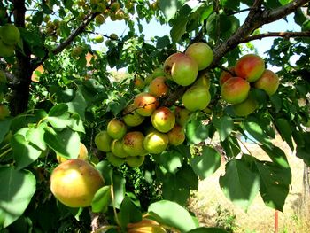 Close-up of fruits hanging on tree