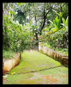 Footpath amidst trees