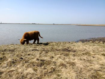 Galloway cow grazing near the baltic sea