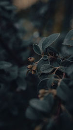 Close-up of dry leaves on field