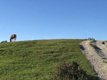 Scenic view of field against clear blue sky