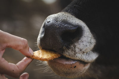 Close-up of hand feeding cow