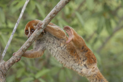 Close-up of squirrel on tree