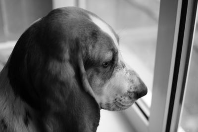 Close-up of dog looking away