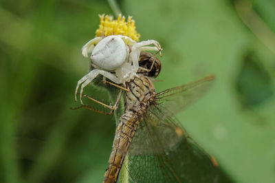 Close-up of insect