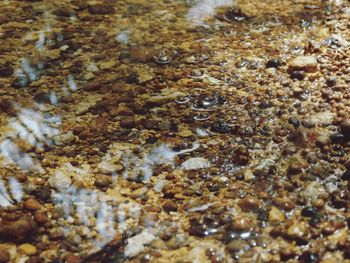 High angle view of insect in water