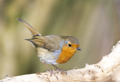 Close-up of bird perching on wood