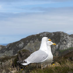 Seagull perching on rock