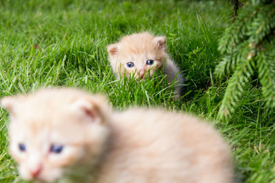 Portrait of a kitten on field