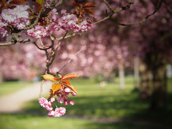 Close-up of cherry blossoms in spring