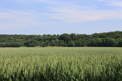 Scenic view of agricultural field against sky