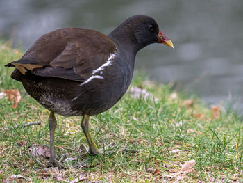 Close-up of duck on field