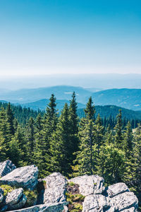 Scenic view of pine trees against sky